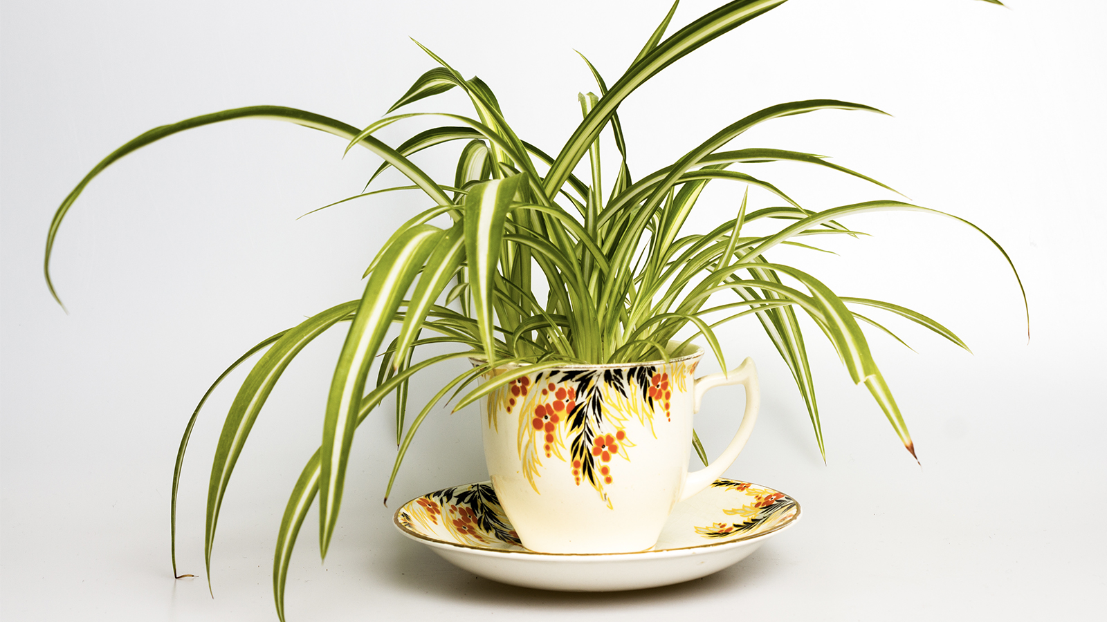 Spider plant in retro tea cup