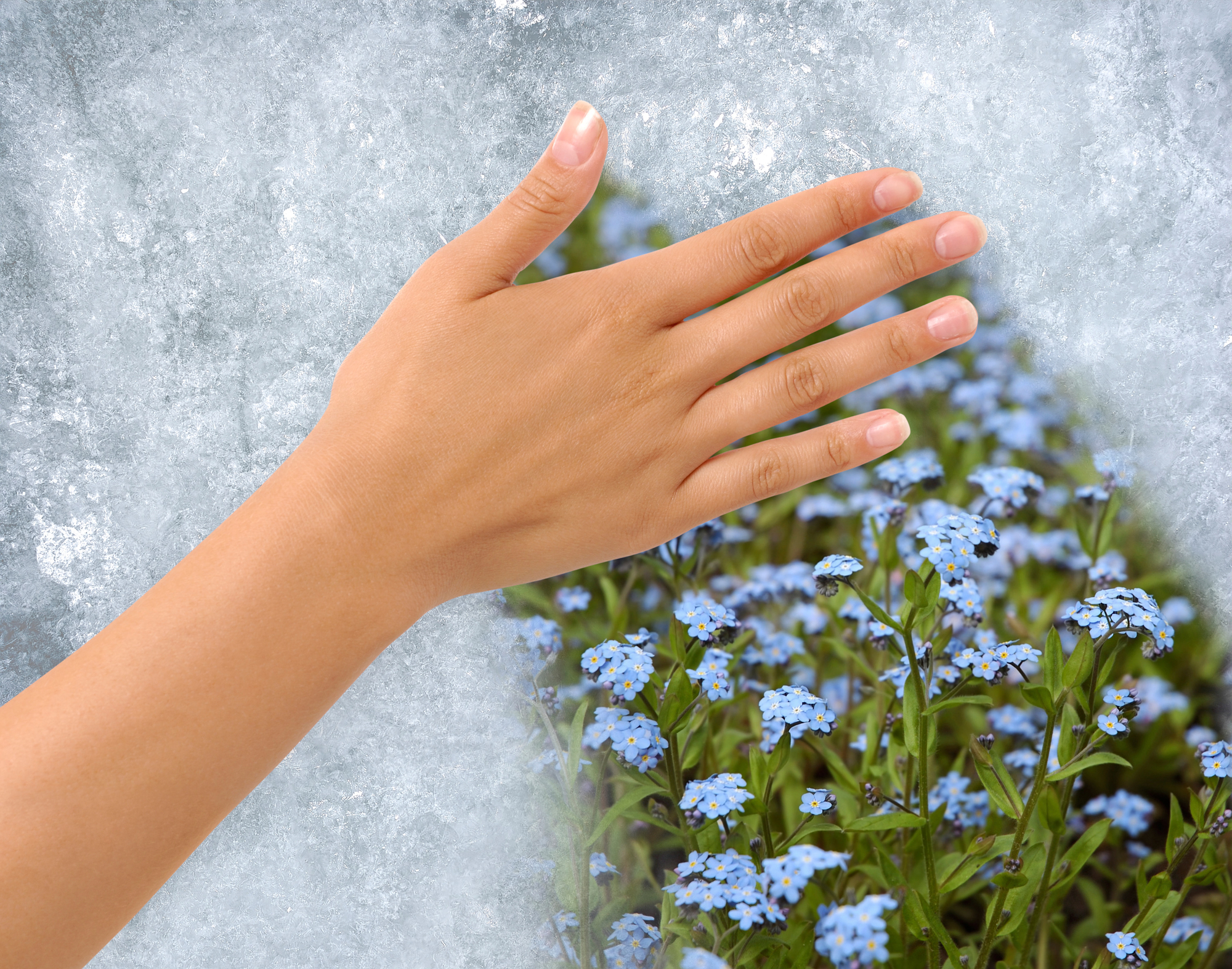 Field of flowers behind a frozen window