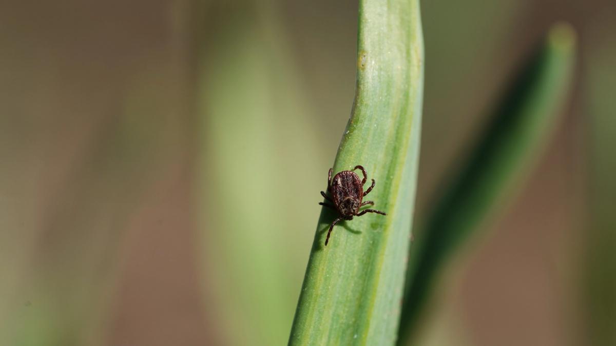 Essential Tips to Prevent Tick Bites This Summer